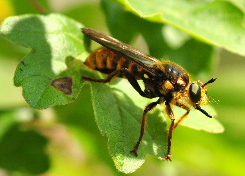 Asilidae